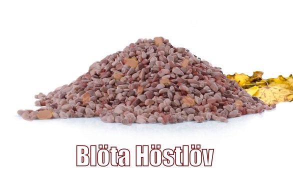 blöta höstlöv